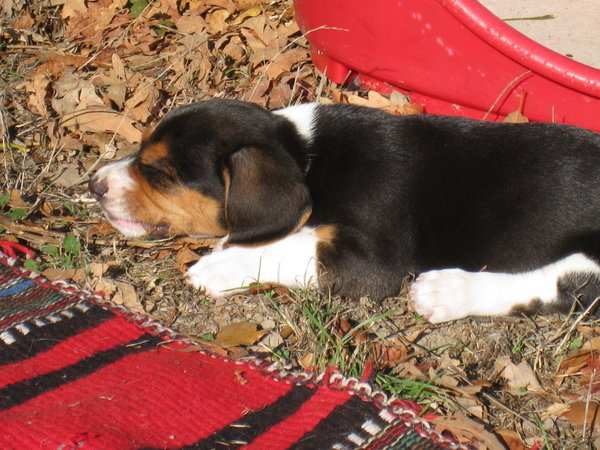 One of the puppies
