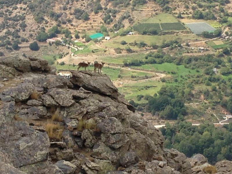 Mountain goat-like animals
