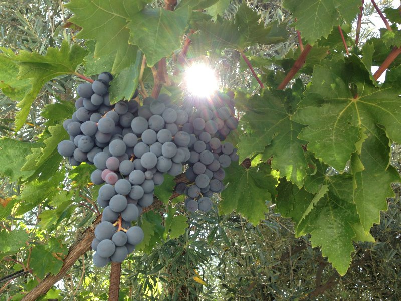 Grapes in Las Alpujarras