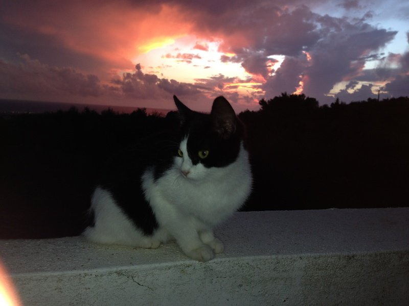 "Sam's cat" and sunset
