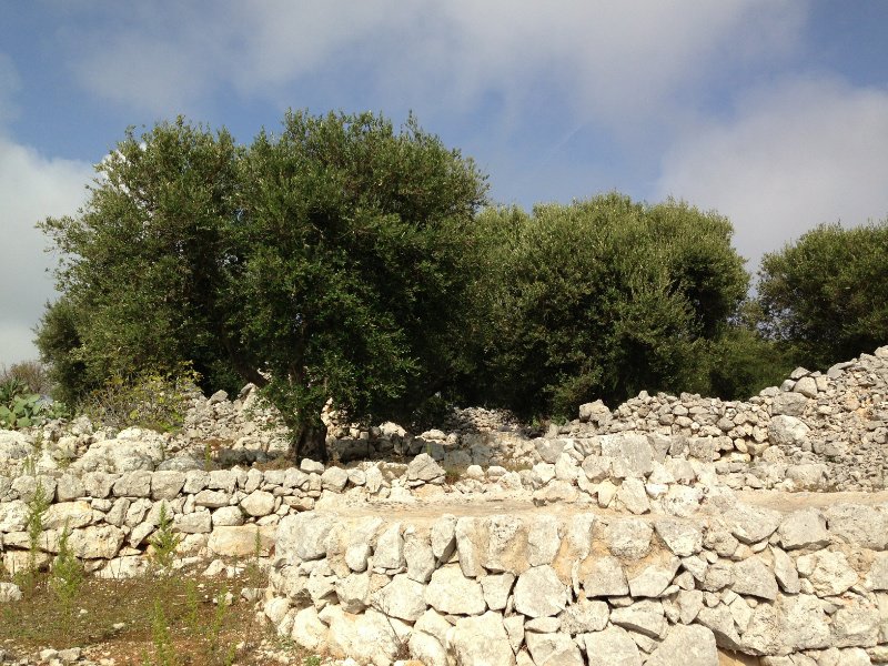 Olive trees and stone walls everywhere