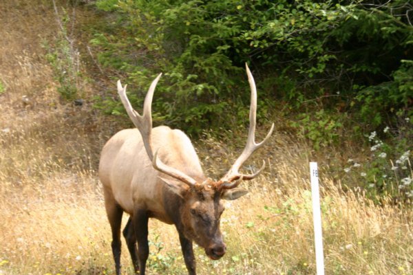 Elk on the side of the road