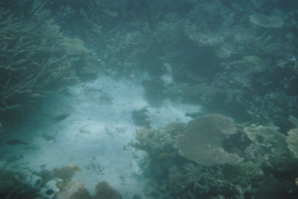 The coral and the see floor