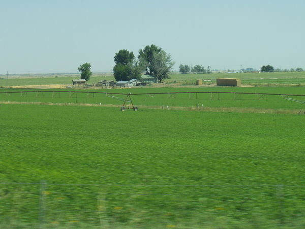 Potato fields