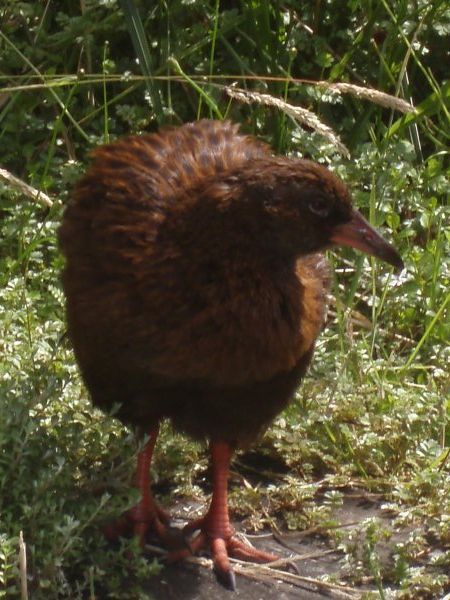 Weka