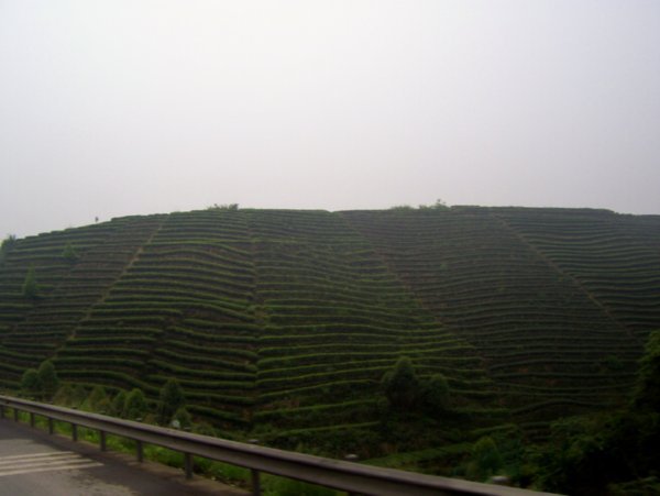 Terraced Tea Plants