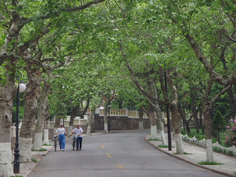 Streets lined with trees