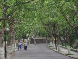 Streets lined with trees