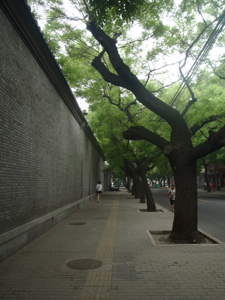 Tree lined streets