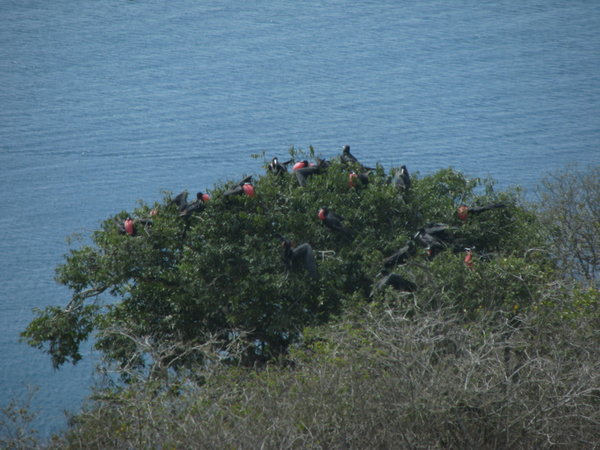 Isla de la Plata - Frigate birds