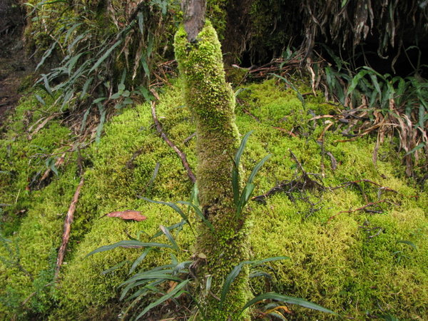 CNP - Moss covering