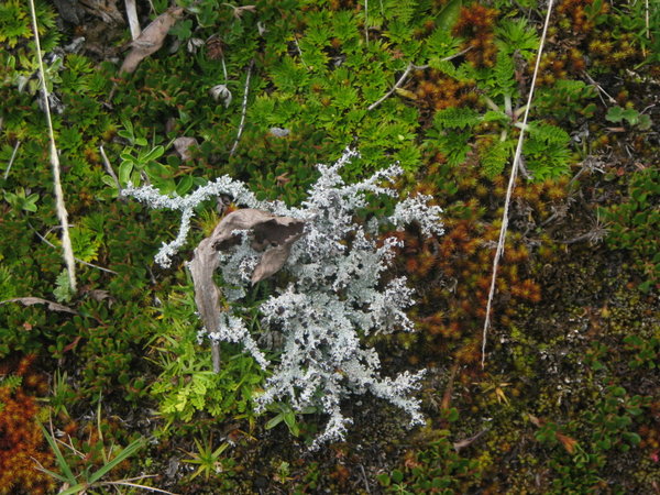CNP - Lichen and Ground covering