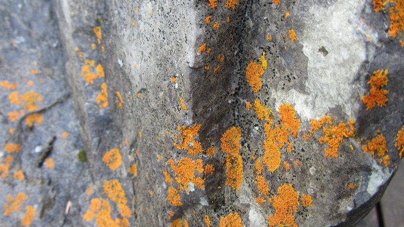 Another lichen