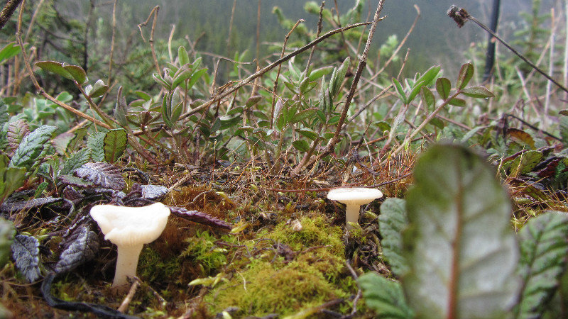 Mushrooms!