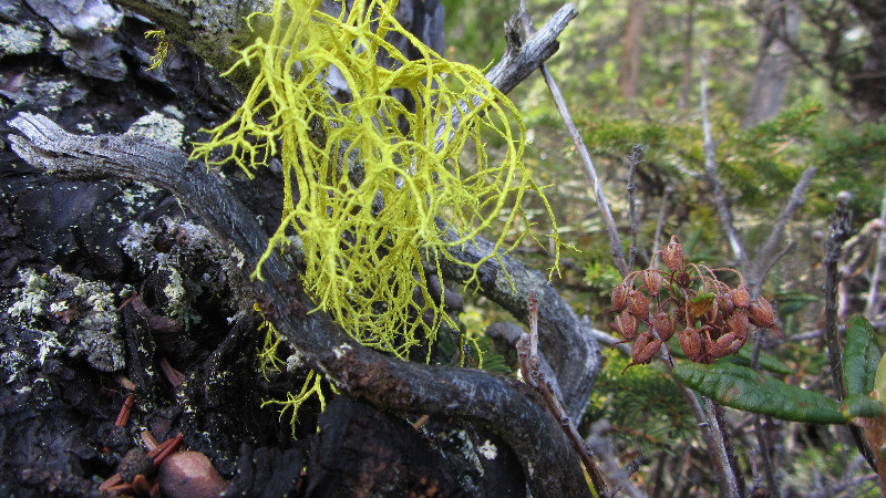 More lichens