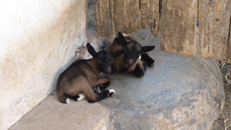 Baby goats at home