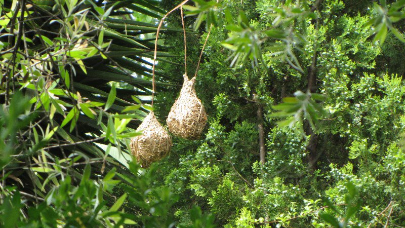 Weaver nests!