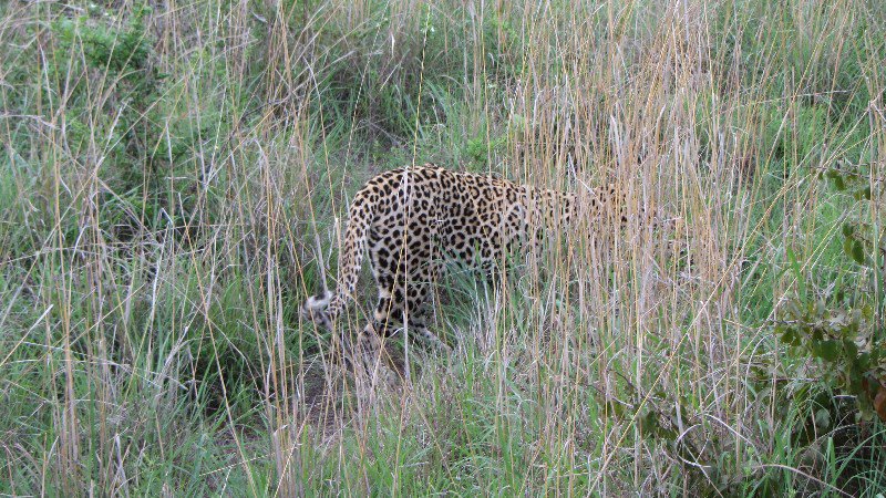 Yes! A leopard!