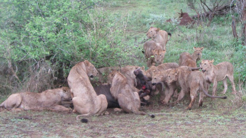 Lions and their wildebeast