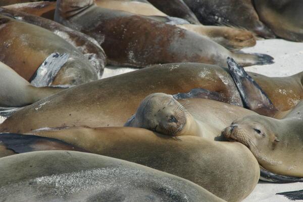 The lazy sea lions