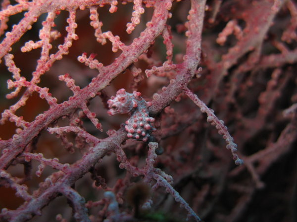 Pygmy seahorse.