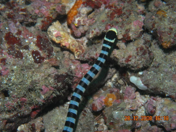 Sea snake...deadliest creature in the sea!!!