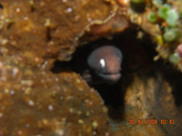 baby moray eel