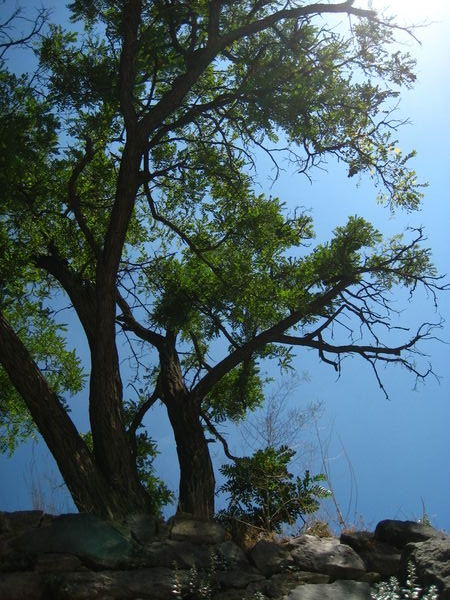 Tree At Monastery