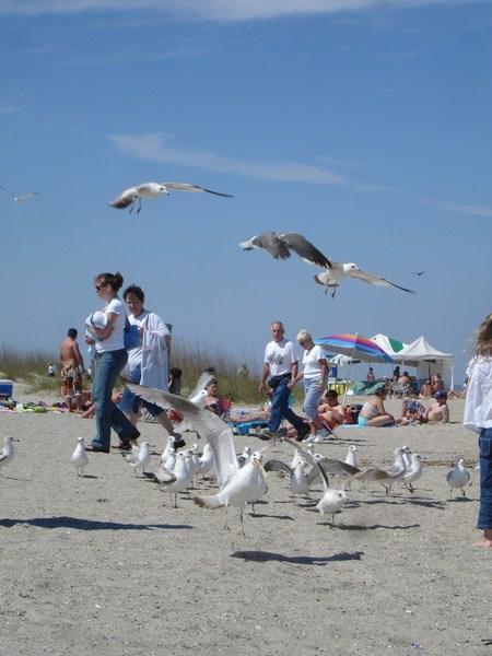 Tybee Island seagulls