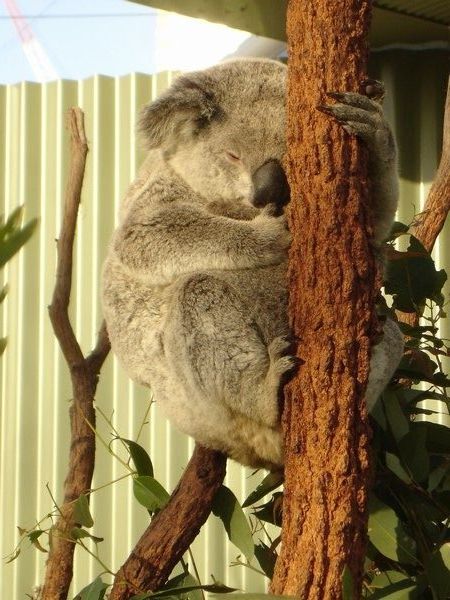 A sleeping koala