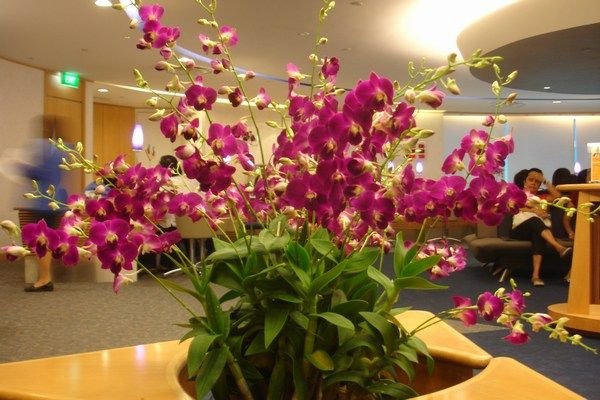 Singapore has an orchid fever