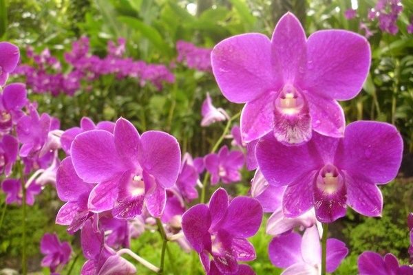 Singapore is the place for beautiful orchids
