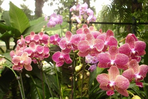 Some pretty orchids