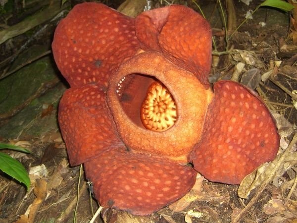 Habe die groesste Blume der Welt gefunden - die Rafflesia (Durchmesser hier 67cm).