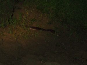 Schlange - gefunden bei meiner Jungle-Nachtwanderung
