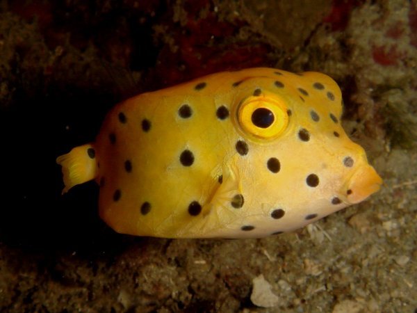 Yellow Boxerfish - mein Lieblingsfisch