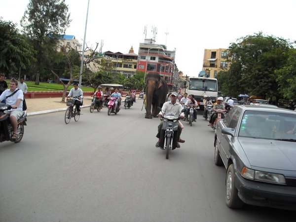 Alltag in Cambodia - Elephanten auf der "Autobahn" 
