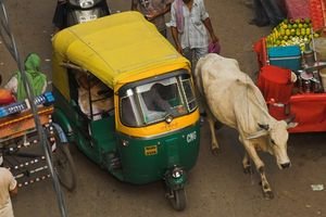 Rickshaw Vs. Cow