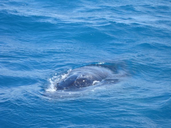 Whale's blowhole