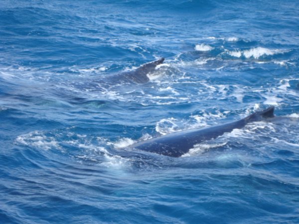 Two whales fins