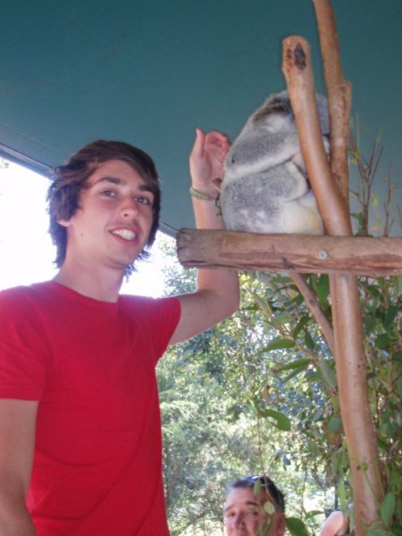 Stu + koala