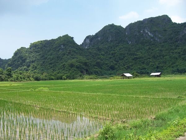 rice crops everywhere in Vietnam