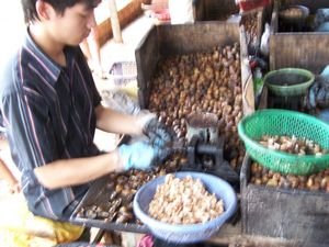 Cashew nut production