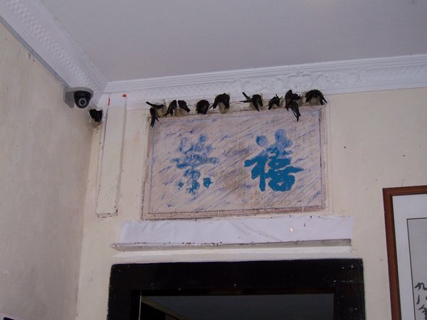 Swallows in Hotel Puri