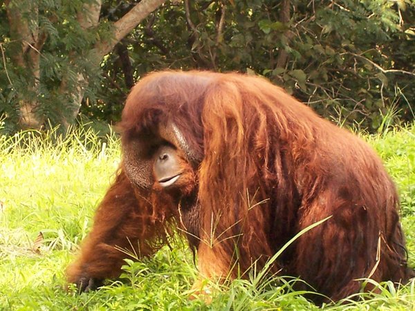 Orangutan at the Chiang Mai Zoo