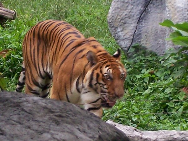 Malay tiger Chiang Mai zoo
