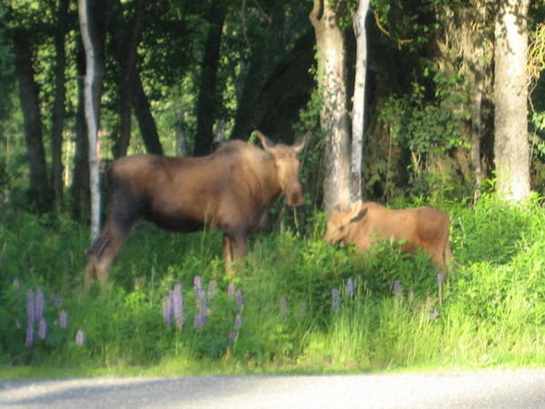 moose with calf in the town. 