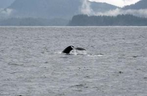 Whale preparing to dive in Sitka