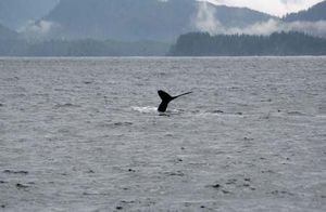 Whale diving for food in Sitka