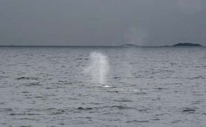 Whale breathing in Sitka